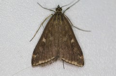 Loxostege munroealis