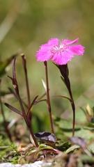 Dianthus alpinus