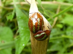 Chelymorpha alternans
