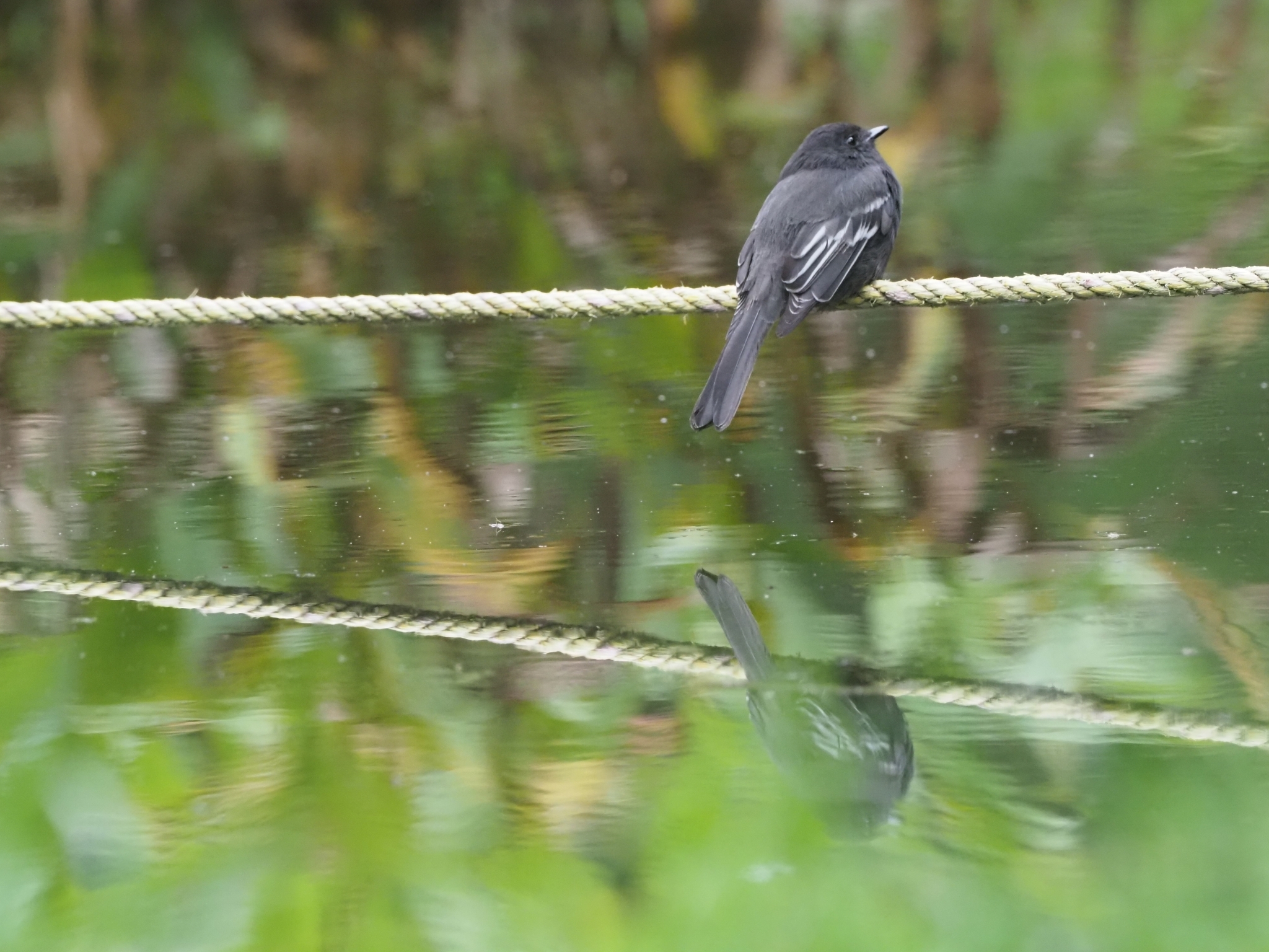 Sayornis nigricans image