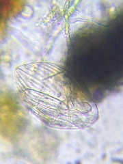 Entosiphon