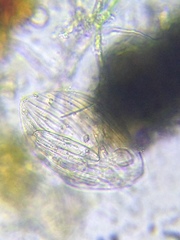Entosiphon