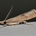 Bluegrass Webworm Moth - Photo (c) Don Loarie, some rights reserved (CC BY)