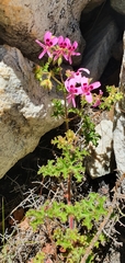 Pelargonium scabroide