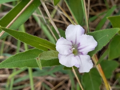 Ruellia stenophylla