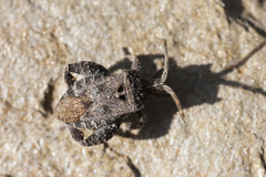 Acanthocorini