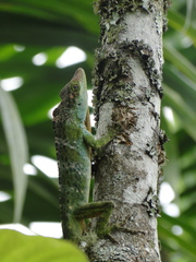 Anolis fraseri