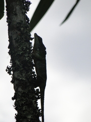 Anolis fraseri