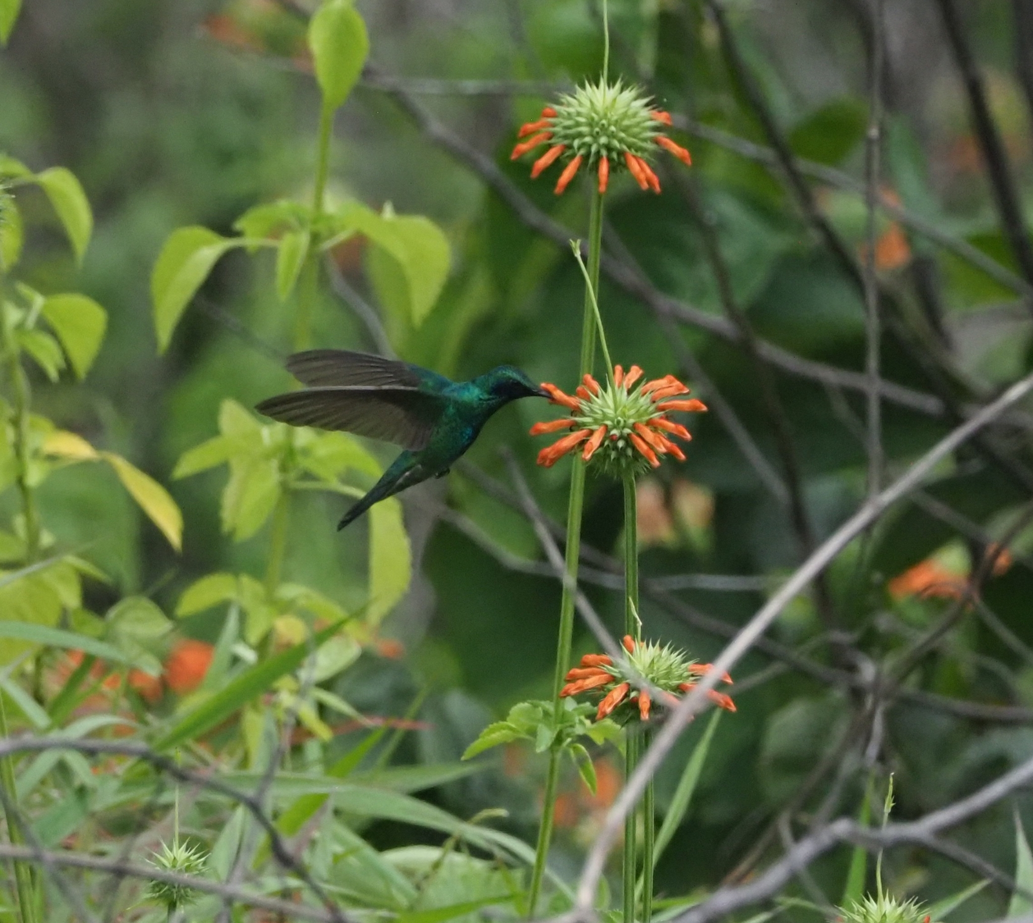 Colibri coruscans image