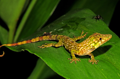 Anolis orcesi