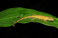 Anolis orcesi