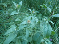 Centaurea phrygia