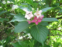 Weigela coraeensis