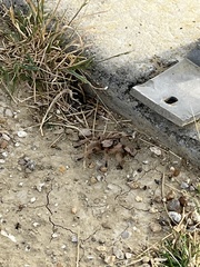 Aphonopelma moderatum