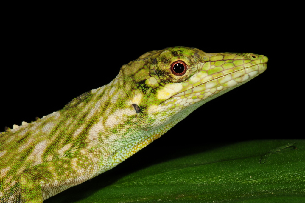 Orces' Andes Anole