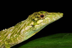 Anolis orcesi