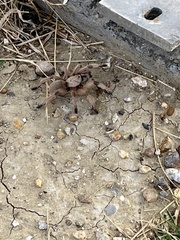 Aphonopelma moderatum