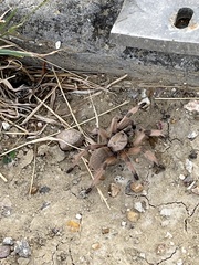 Aphonopelma moderatum