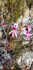 Pelargonium scabroide