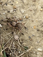 Aphonopelma moderatum