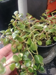Sedum tetractinum