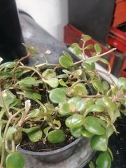Sedum tetractinum