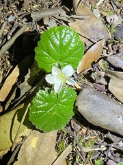 Rubus pumilus