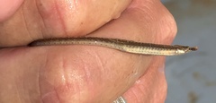 Syngnathus louisianae