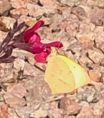 Abaeis mexicana