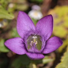 Gentianella germanica