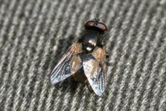 Musca osiris