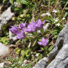 Gentianella germanica