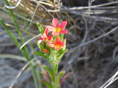 Collomia biflora