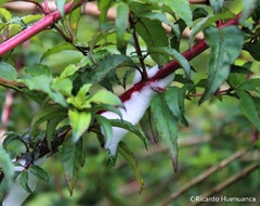 Cephisus siccifolius