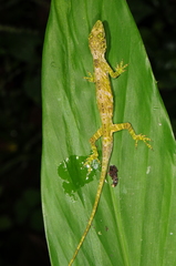 Anolis orcesi