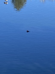 Lophodytes cucullatus