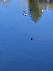 Lophodytes cucullatus