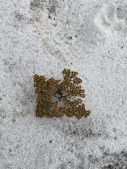 Paronychia chartacea chartacea