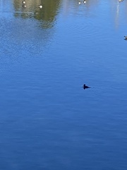 Lophodytes cucullatus