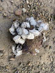 Saccostrea cuccullata