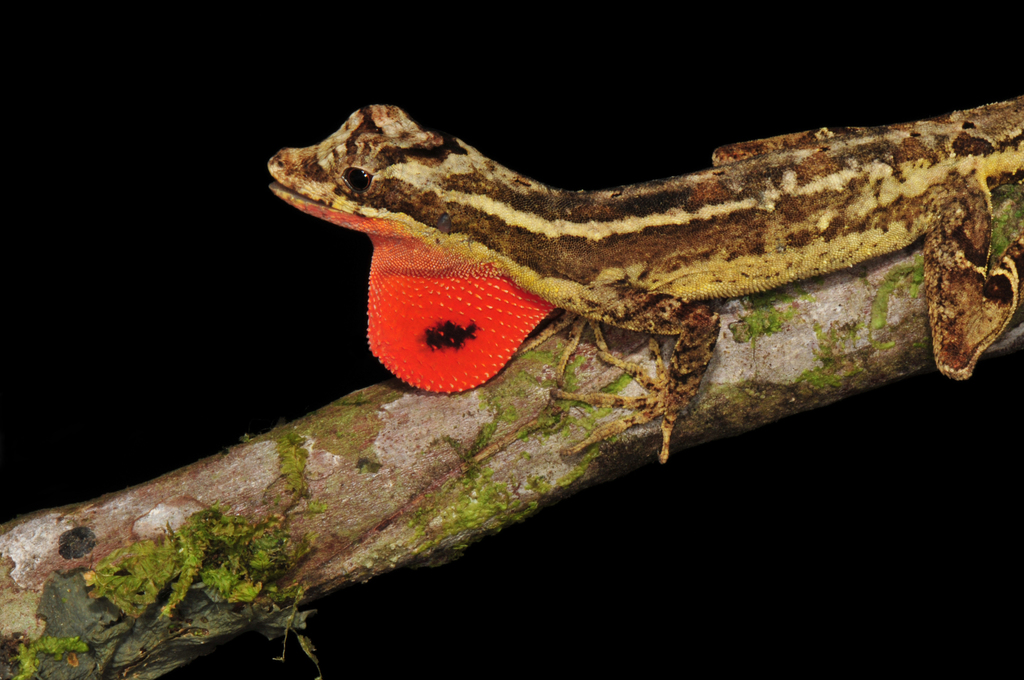 Lyre Anole