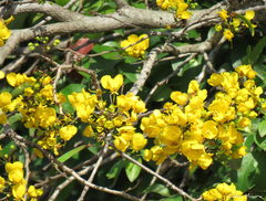 Chamaecrista ensiformis