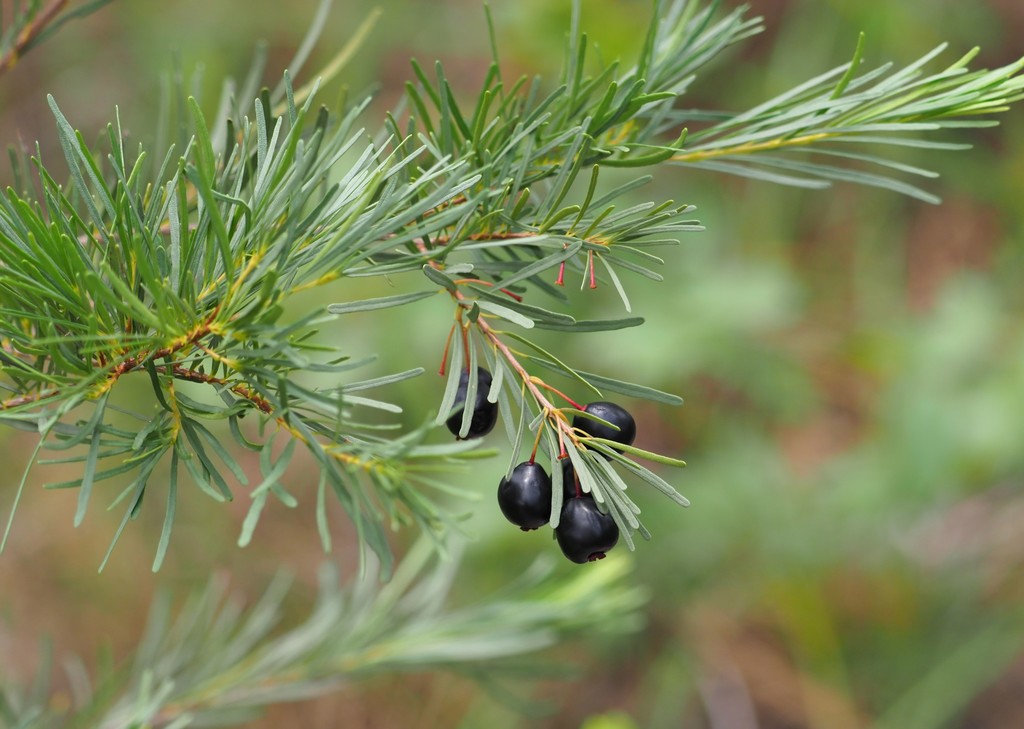 Eugenia angustissima