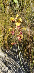 Tritoniopsis parviflora