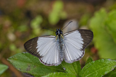 Heliopetes ochroleuca