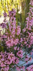 Erica chlamydiflora