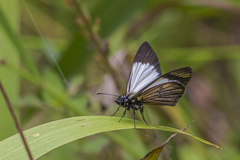 Heliopetes ochroleuca