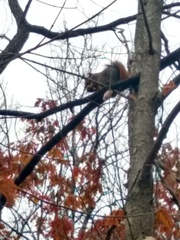 Sciurus niger