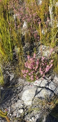 Erica chlamydiflora