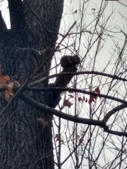 Sciurus niger